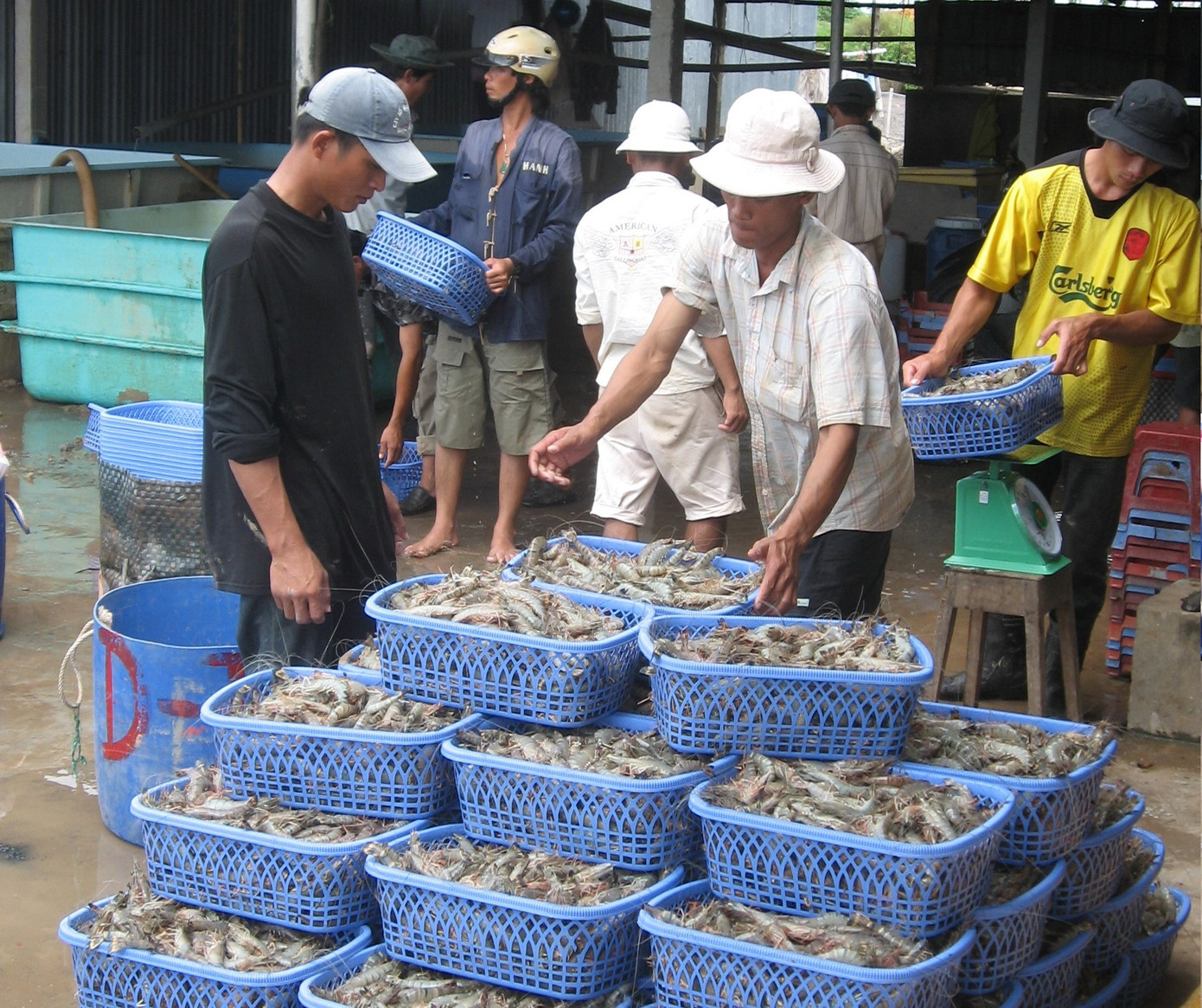 Xuất khẩu tôm sang Mỹ và Trung Quốc tăng trưởng khả quan ảnh 1
