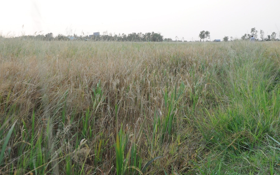 Nông sản Đồng bằng sông Cửu Long giữa mùa khó khăn kép ảnh 1