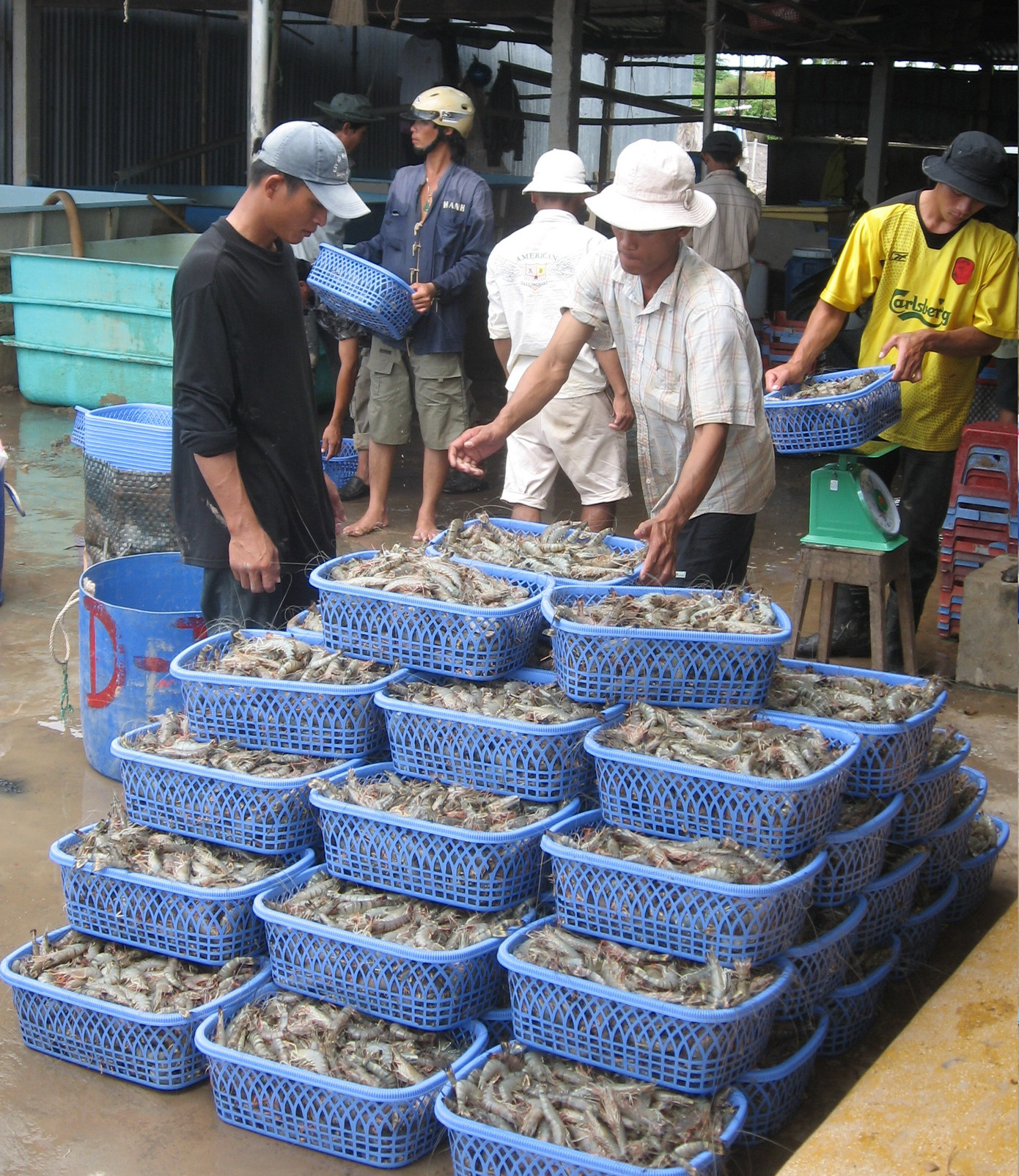 Mỹ trở thành thị trường số 1 của xuất khẩu tôm Việt Nam ảnh 1