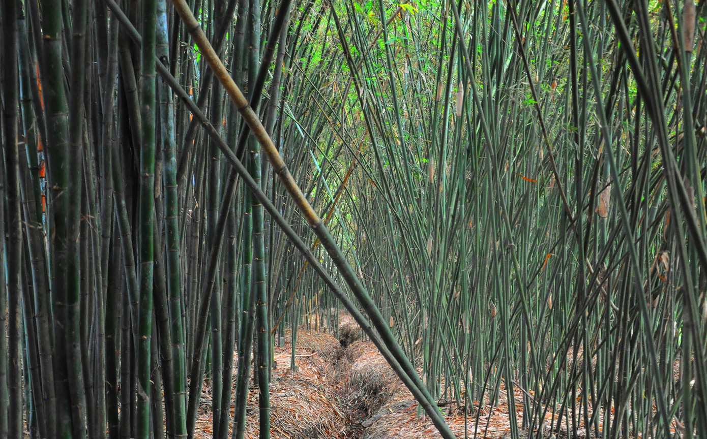 Khám phá vườn tre 'độc nhất vô nhị' ở miền Tây ảnh 6