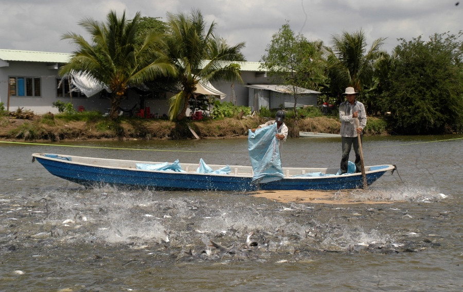 Mỹ công bố Luật công nhận Việt Nam đủ điều kiện xuất khẩu cá da trơn ảnh 2