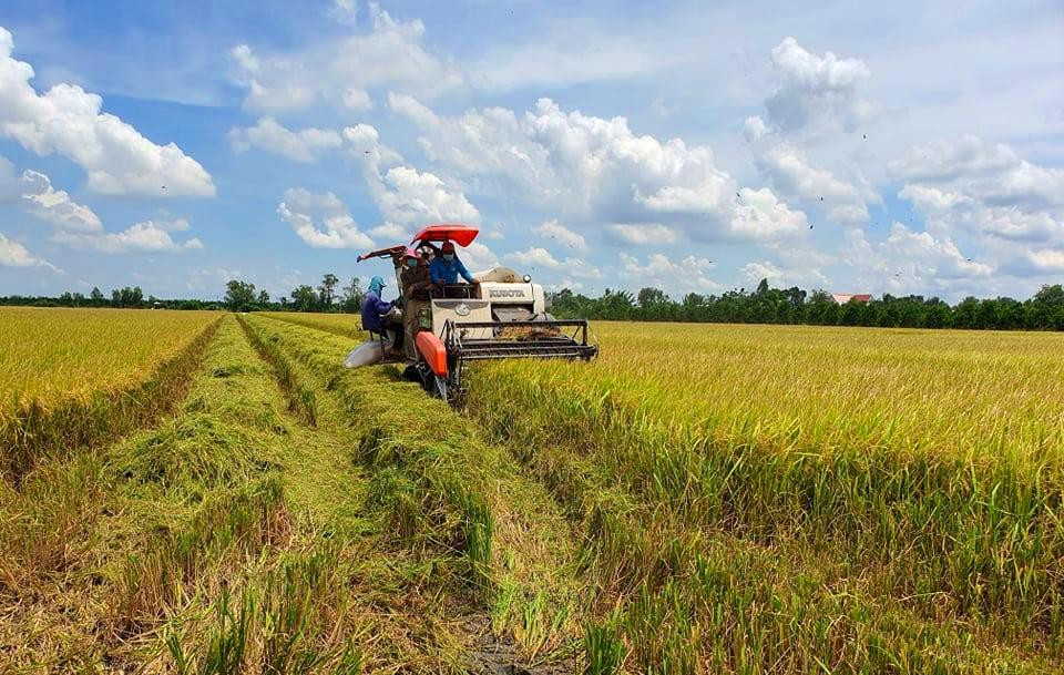 Cấp chứng nhận cho gạo thơm được miễn thuế khi xuất khẩu sang EU ảnh 2