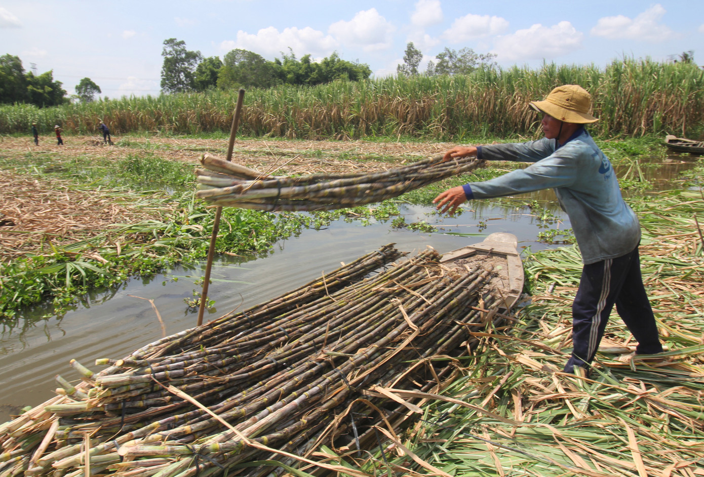 Áp dụng thuế chống bán phá giá đối với đường mía từ Thái Lan ảnh 1