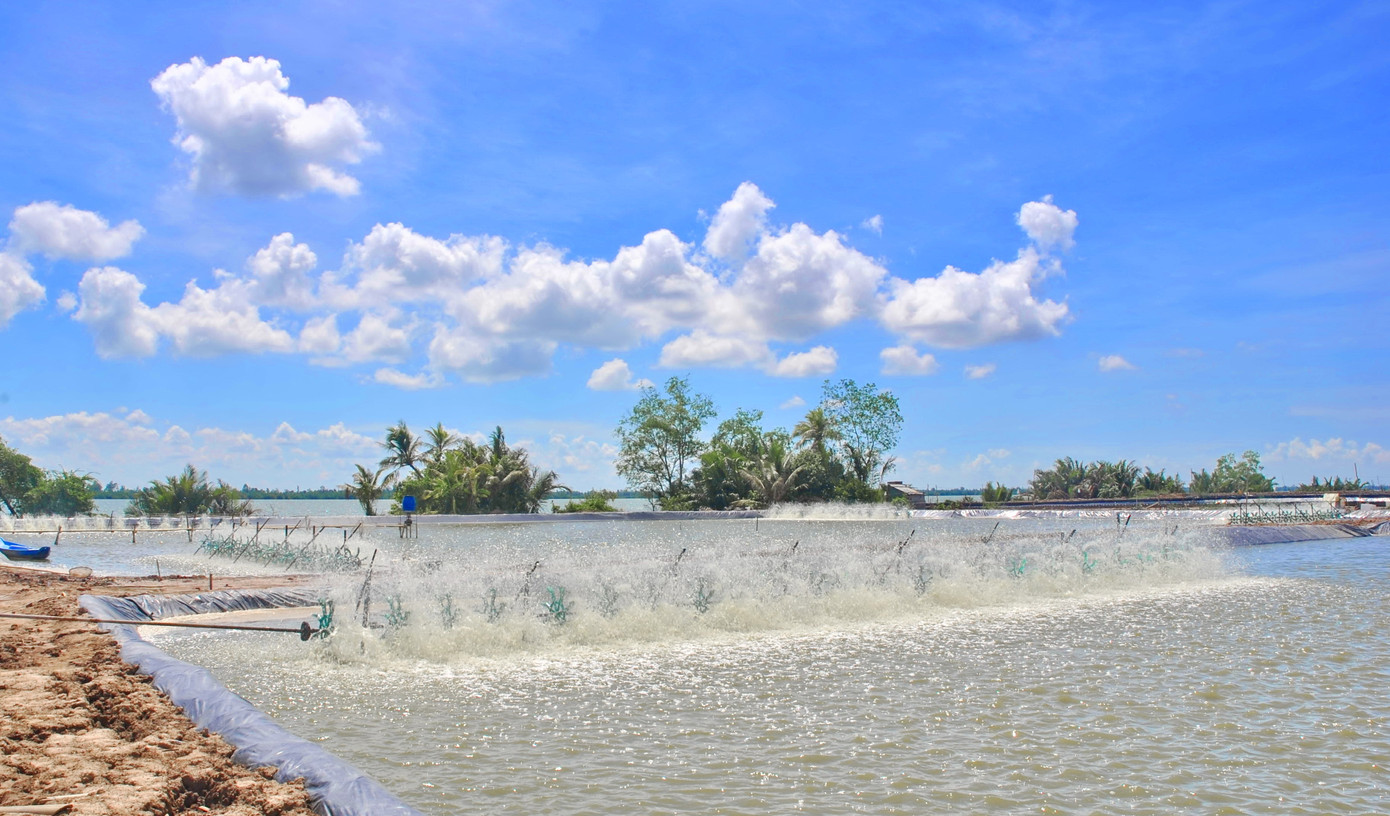 Nguy cơ thiếu hụt nguồn tôm nguyên liệu ảnh 1