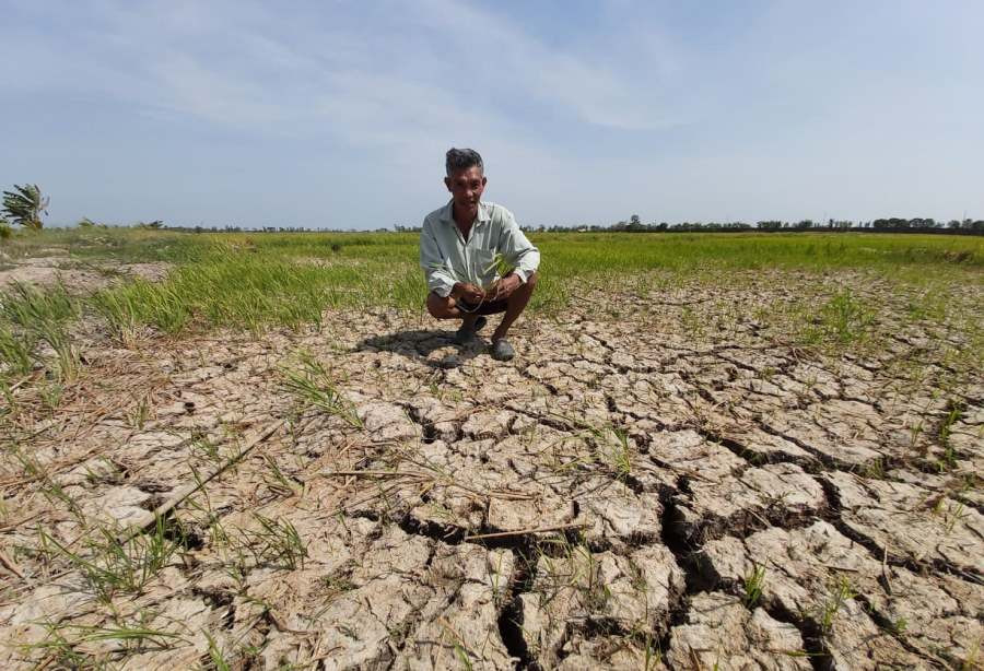 Hạn, mặn bủa vây Đồng bằng sông Cửu Long ảnh 6