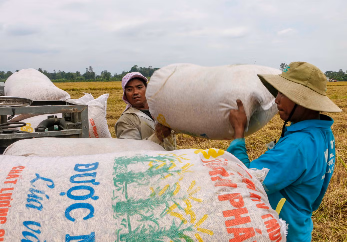 Việt Nam có được Philippines mời tham gia đấu thầu 300.000 tấn gạo? ảnh 1