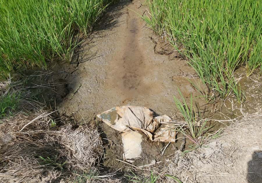 Hạn, mặn bủa vây Đồng bằng sông Cửu Long ảnh 12