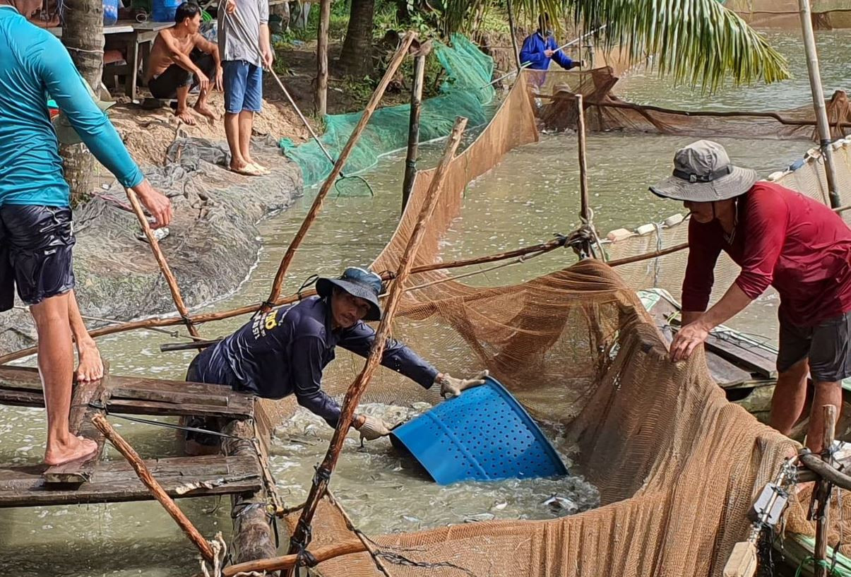 Giá cá tra tăng trở lại sau thời gian dài giảm sâu ảnh 1
