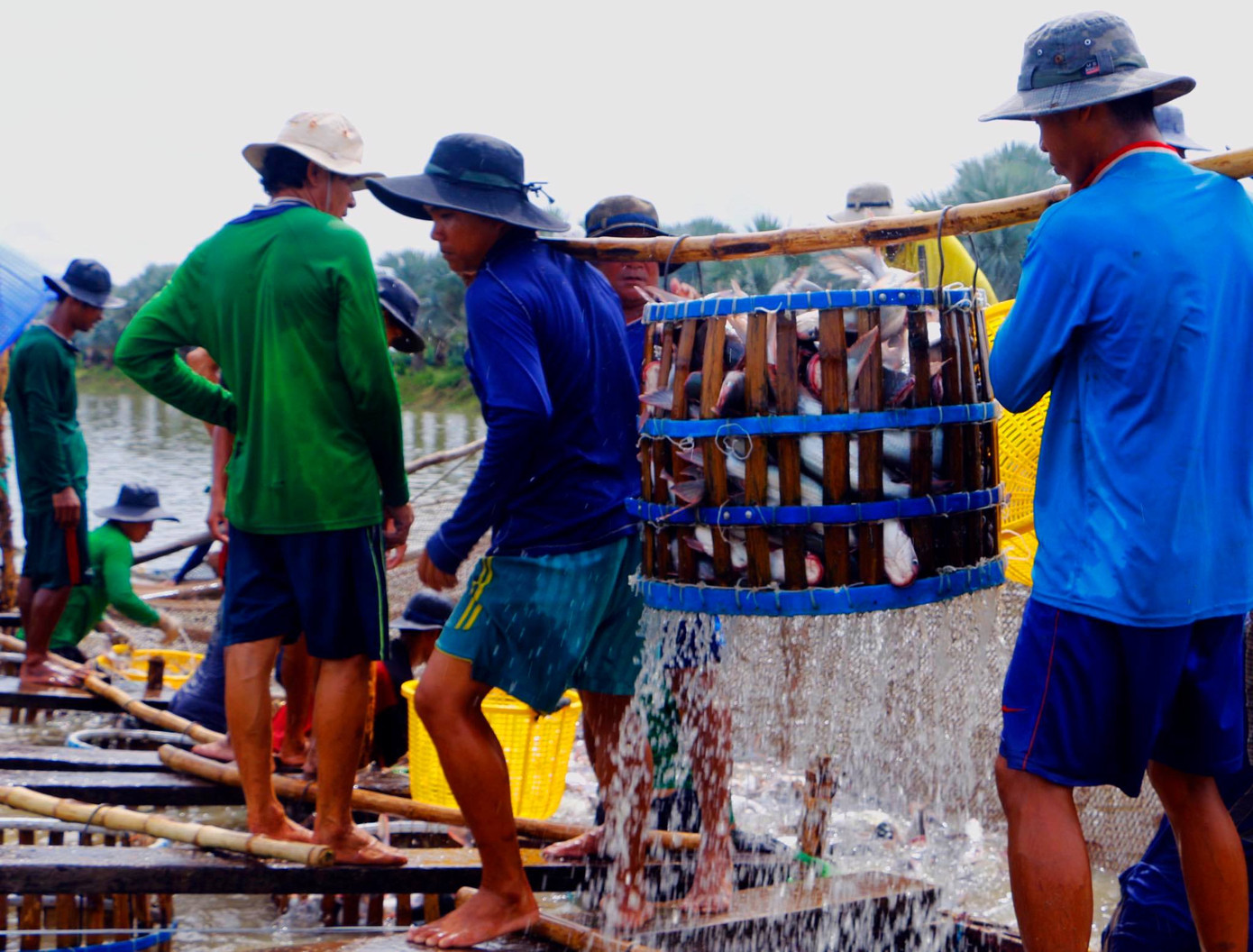 Xuất khẩu thủy sản 10 tháng đầu năm đạt gần 7 tỷ USD ảnh 2