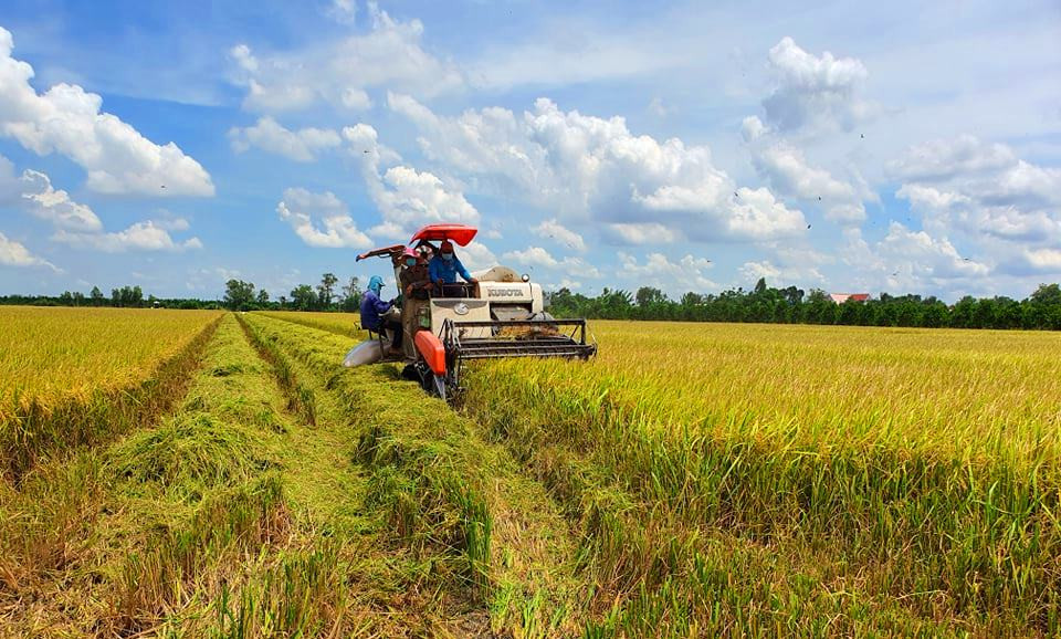 Giá lúa tốt, xuất khẩu gạo khả quan ảnh 1