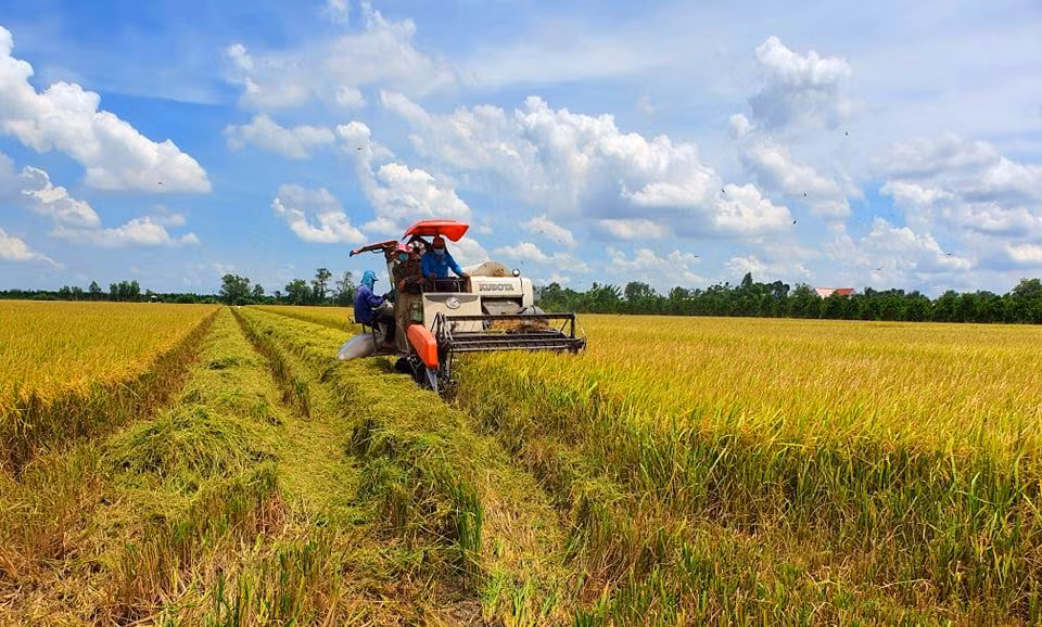 Giá lúa tốt, xuất khẩu gạo khả quan ảnh 1