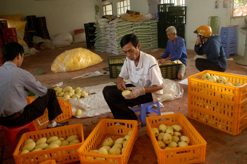 Kiểm tra toàn bộ vùng trồng, các cơ sở đóng gói trái cây được cấp mã số ảnh 1