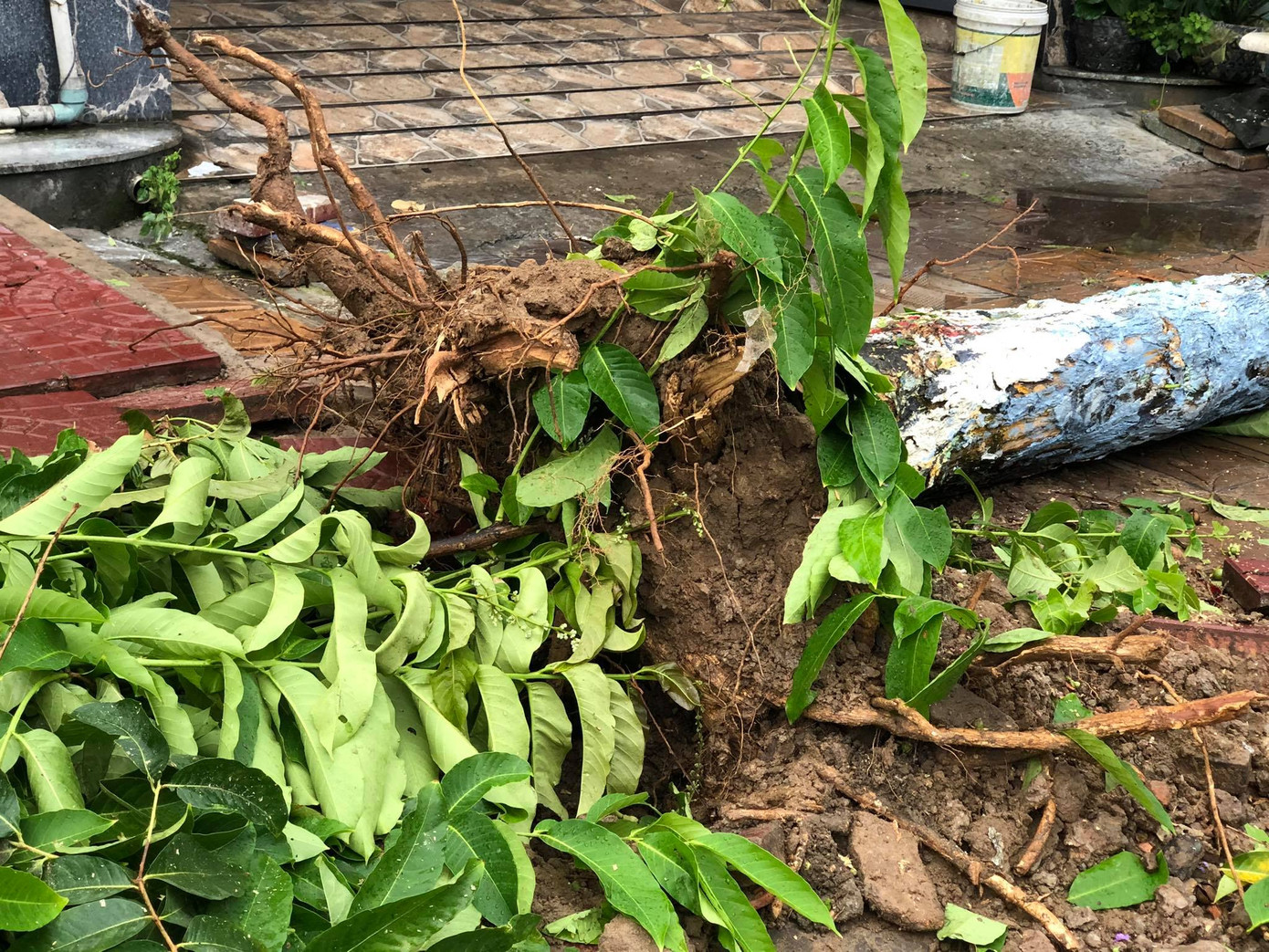 Cần Thơ mưa gió khủng khiếp, cây xanh đổ trúng 'xế sang' ảnh 6