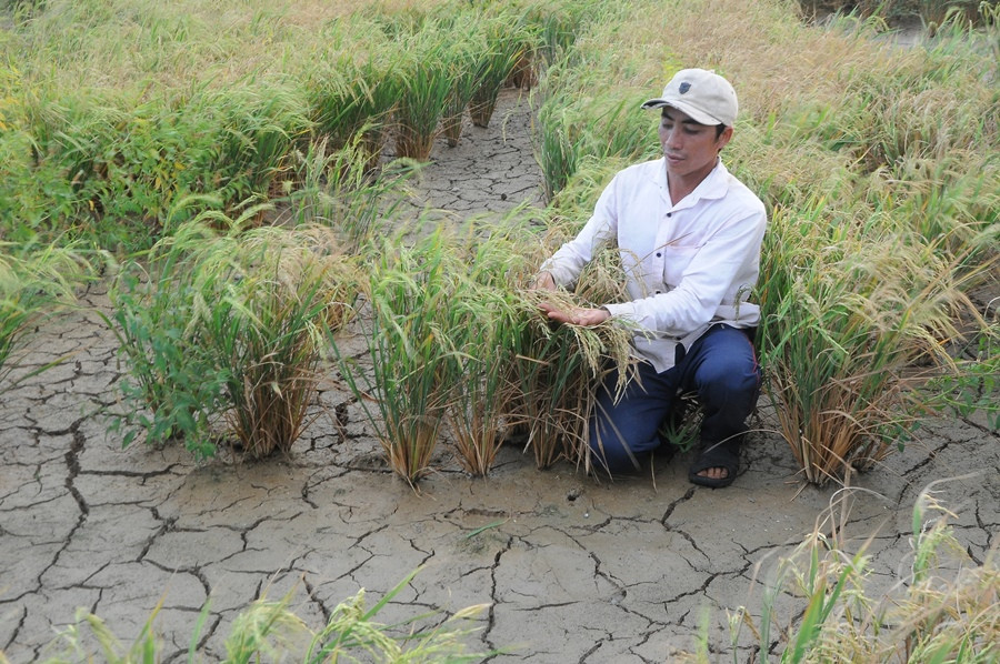 Nông sản Đồng bằng sông Cửu Long giữa mùa khó khăn kép ảnh 2