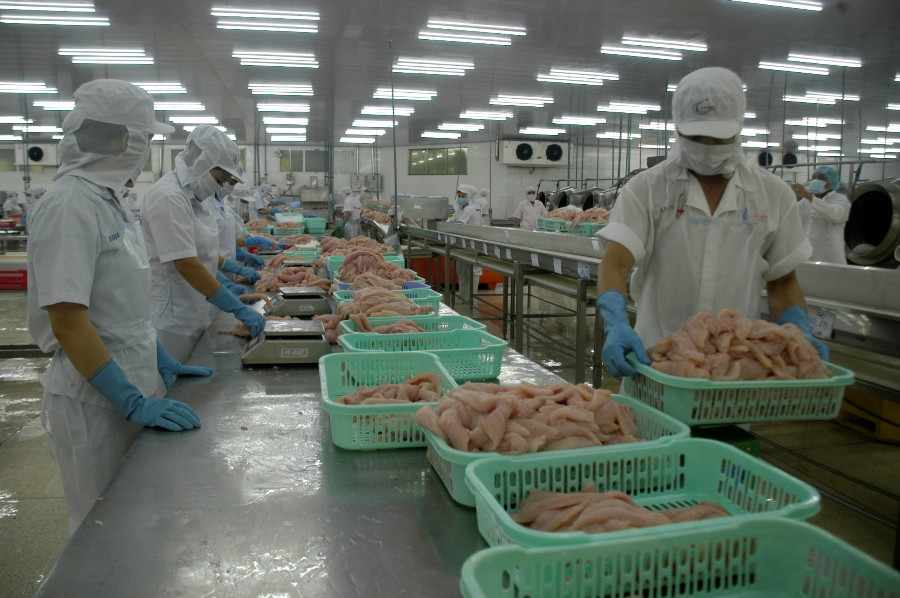 Giá cá tra thấp nhất trong 10 năm qua ảnh 2