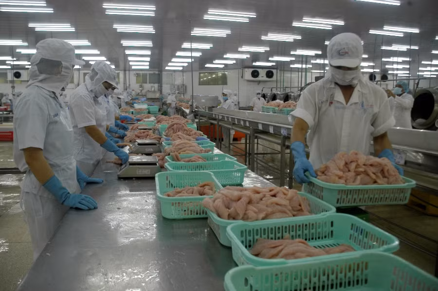Giá cá tra thấp nhất trong 10 năm qua ảnh 2