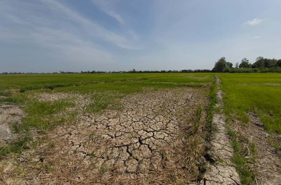Hạn, mặn bủa vây Đồng bằng sông Cửu Long ảnh 7