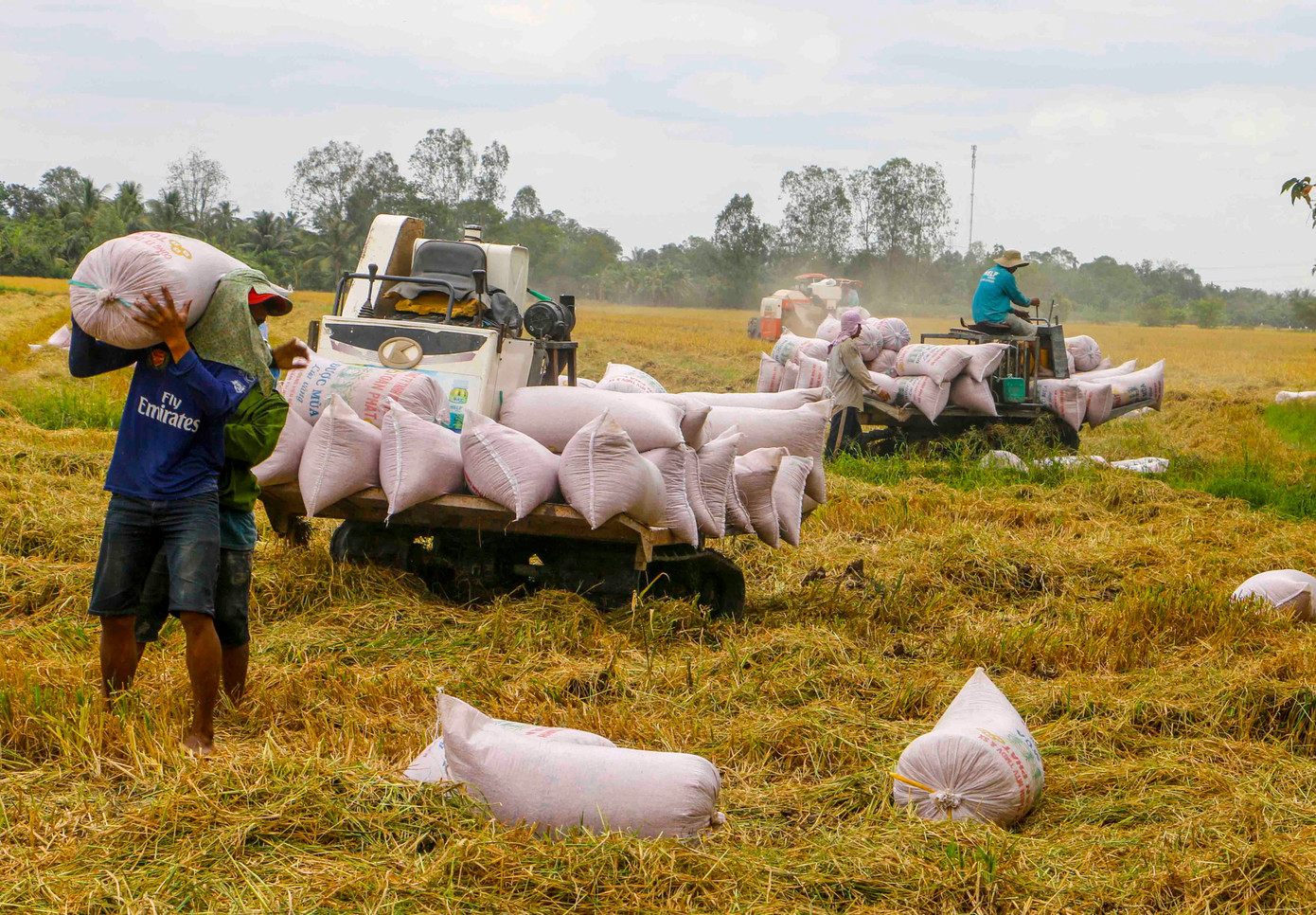 Đầu năm trăn trở cho ngành nông nghiệp ĐBSCL ảnh 1