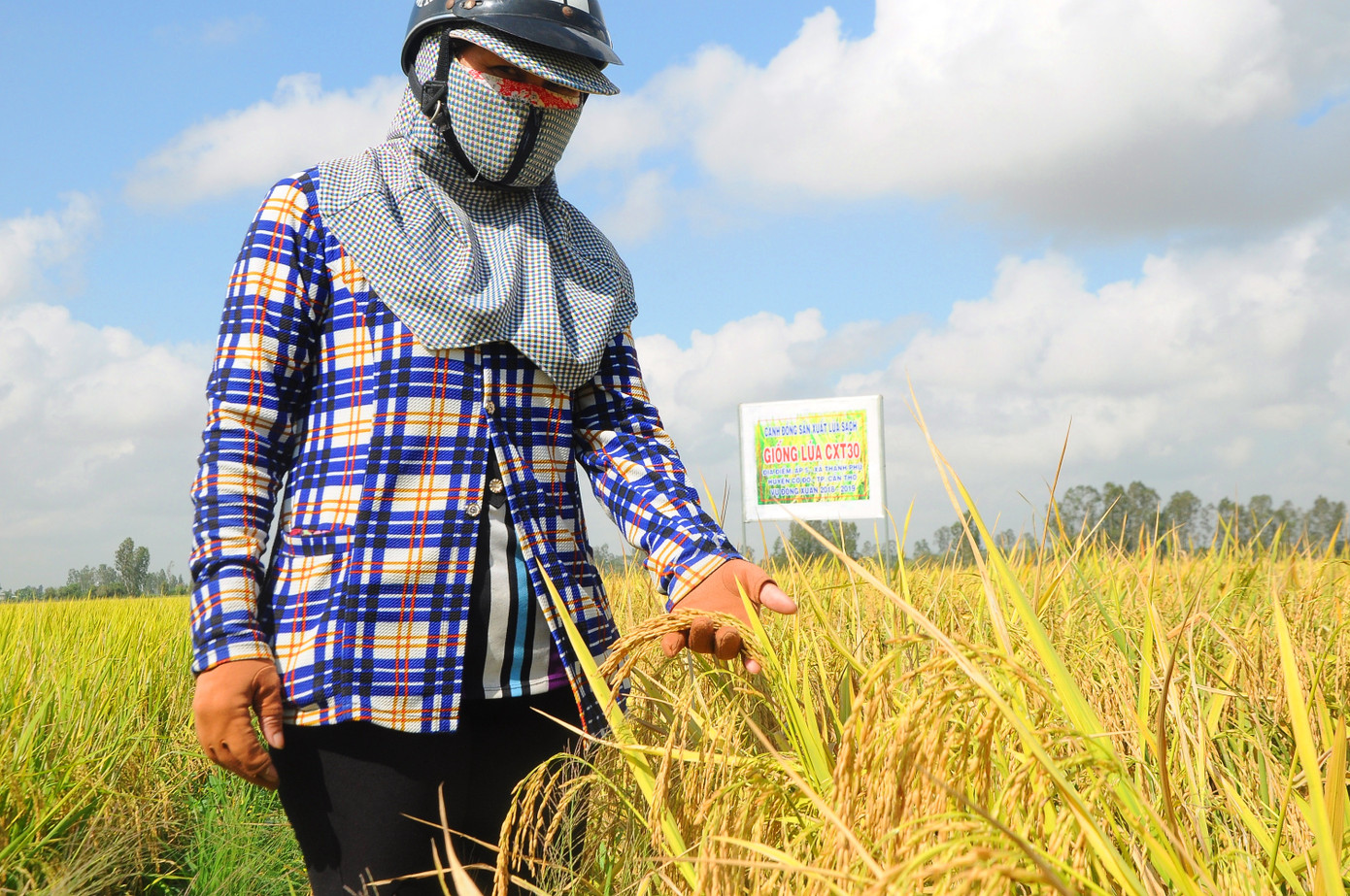 Lãnh đạo Cần Thơ giải thích kế hoạch 30 tỷ đồng... chống chuột ảnh 2