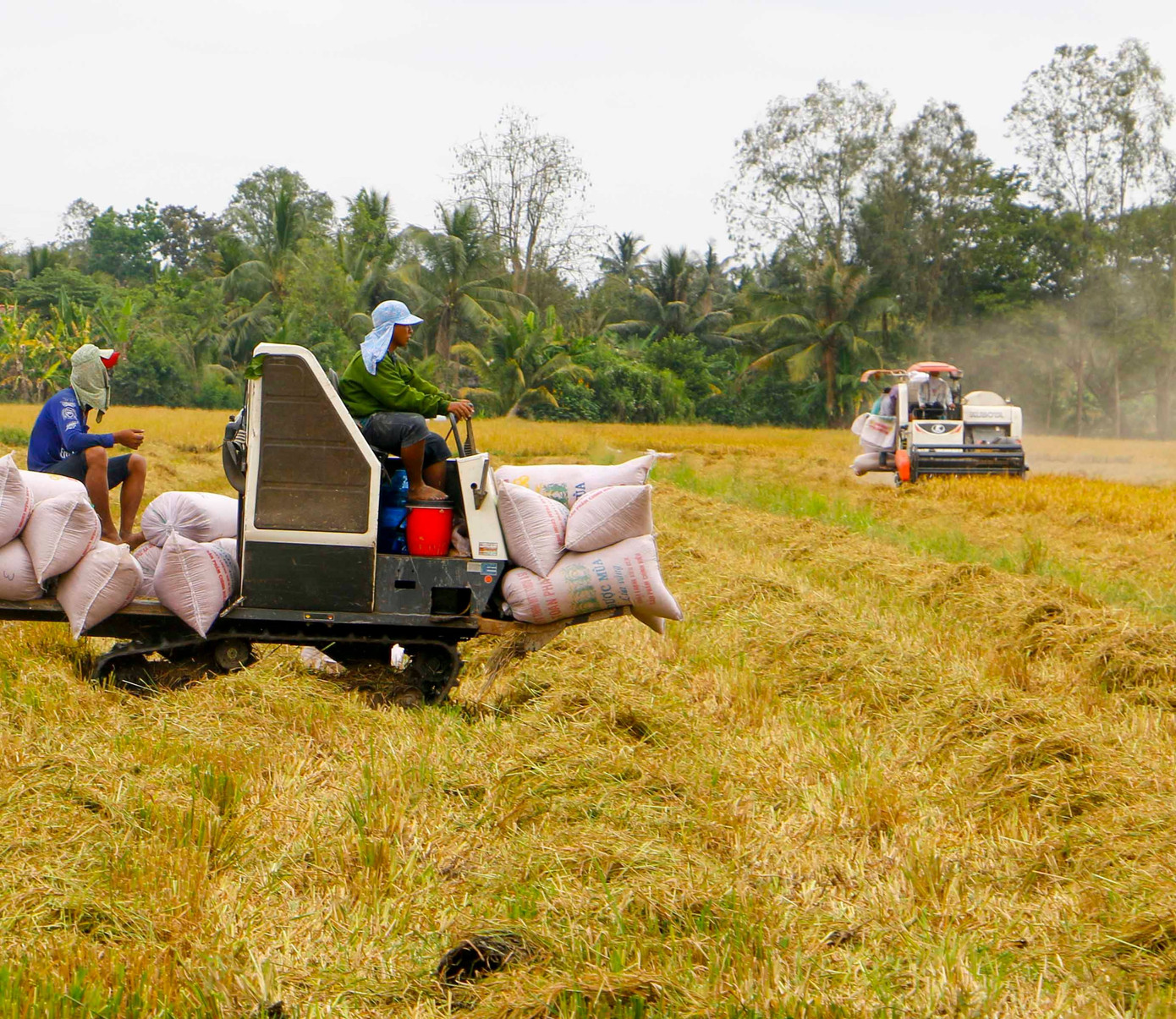 Giá tốt, thương lái sớm đặt cọc mua lúa hè thu ở ĐBSCL ảnh 1