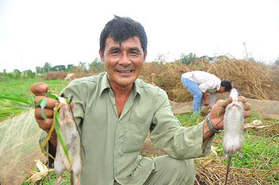 Thành phố Cần Thơ định chi 30 tỷ đồng diệt chuột: GS Võ Tòng Xuân nói gì? ảnh 2