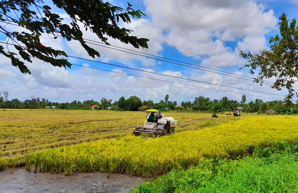 Xuất khẩu gạo đầu năm 2021 ‘hạ nhiệt’ ảnh 2