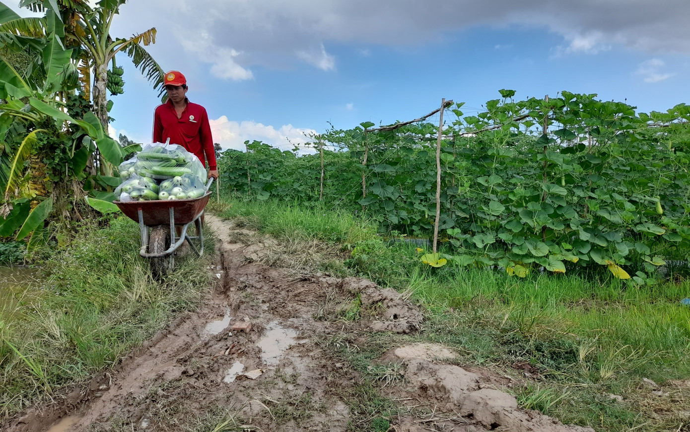 ĐBSCL: Giá thịt heo tăng, nhiều loại rau củ quả giảm ảnh 2