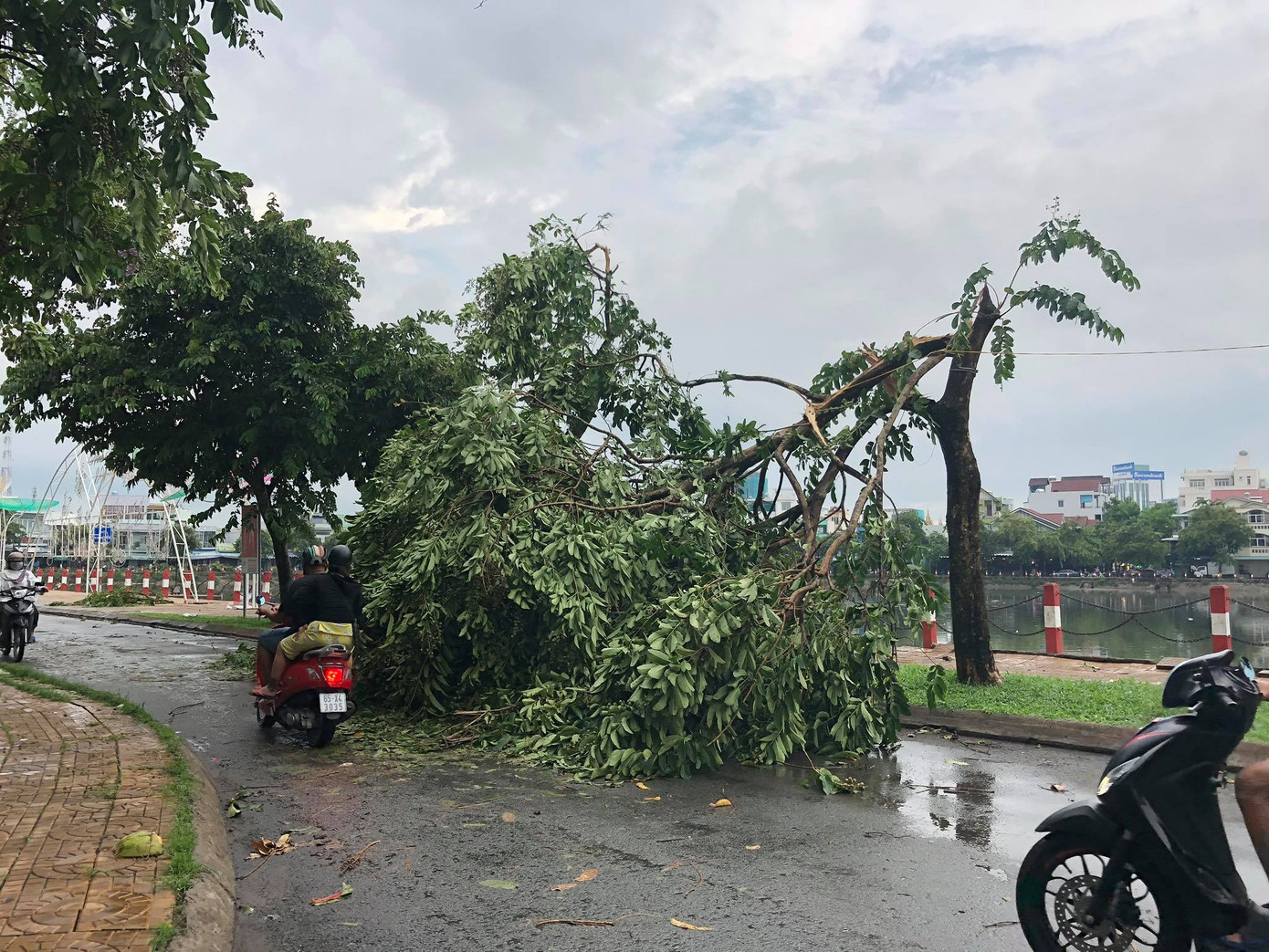 Cần Thơ mưa gió khủng khiếp, cây xanh đổ trúng 'xế sang' ảnh 2