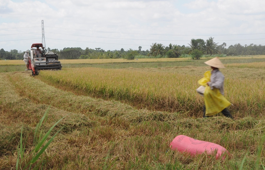 Nông sản Đồng bằng sông Cửu Long giữa mùa khó khăn kép ảnh 9