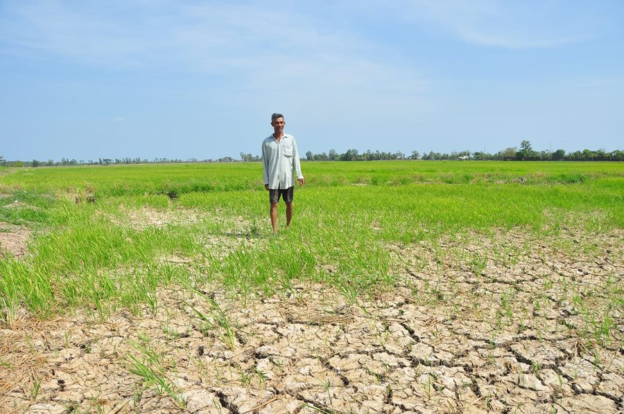Hạn, mặn bủa vây Đồng bằng sông Cửu Long ảnh 4