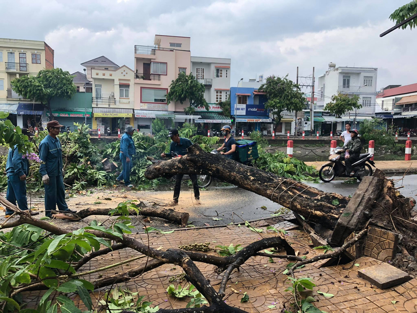 Cần Thơ mưa gió khủng khiếp, cây xanh đổ trúng 'xế sang' ảnh 3
