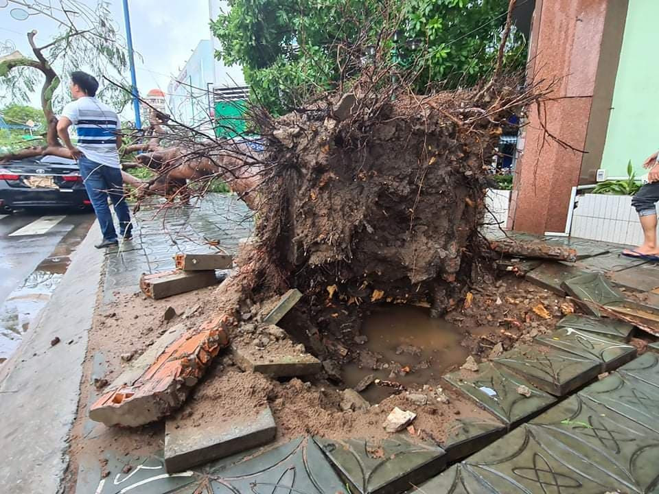 Cần Thơ mưa gió khủng khiếp, cây xanh đổ trúng 'xế sang' ảnh 9