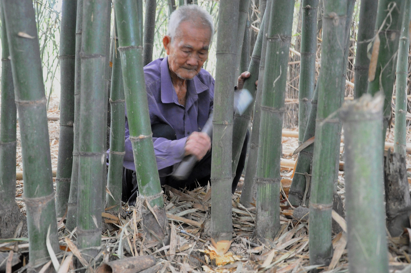 Khám phá vườn tre 'độc nhất vô nhị' ở miền Tây ảnh 7