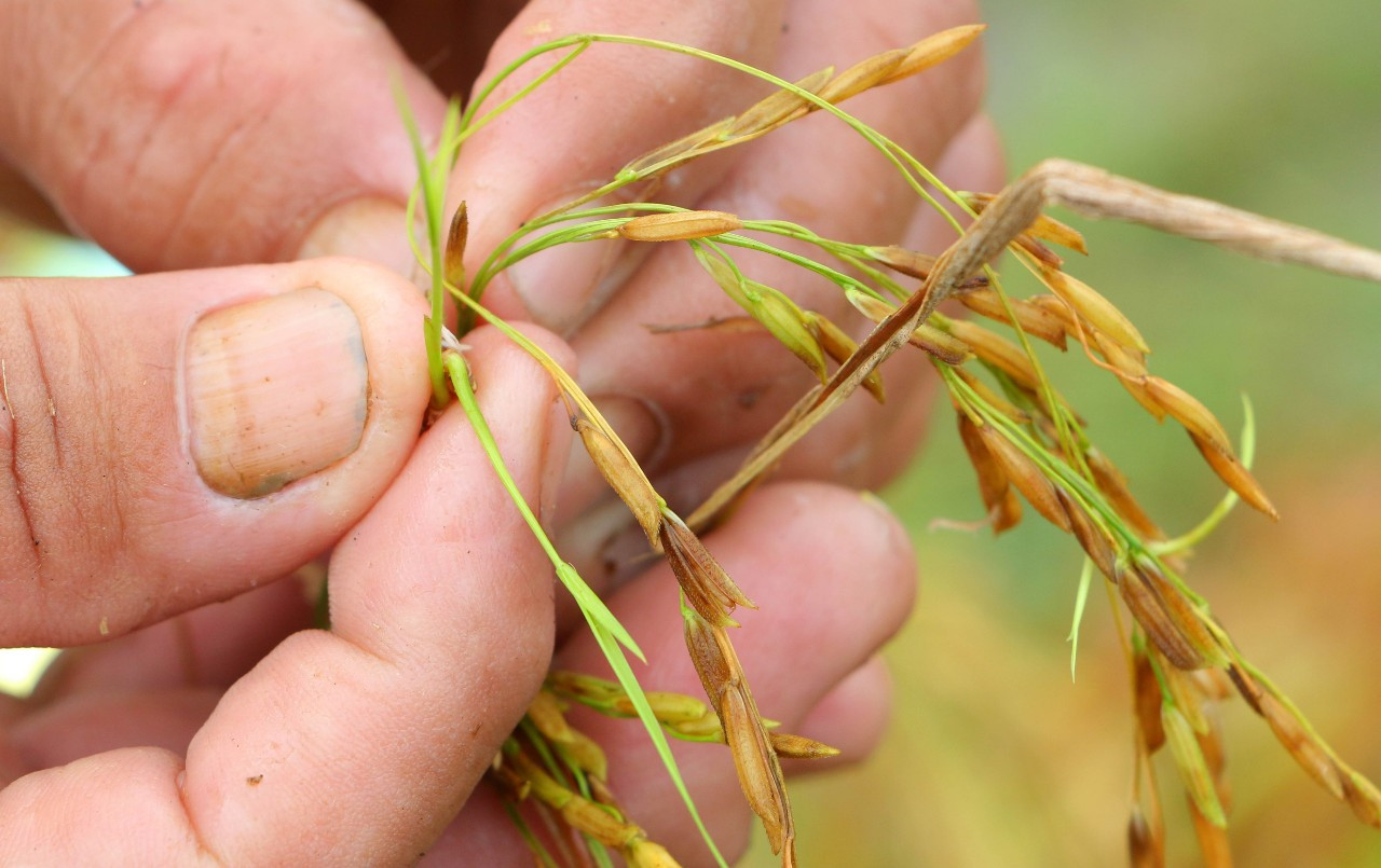 Hàng ngàn héc ta lúa và cây ăn trái bị ảnh hưởng do ngập úng ảnh 3