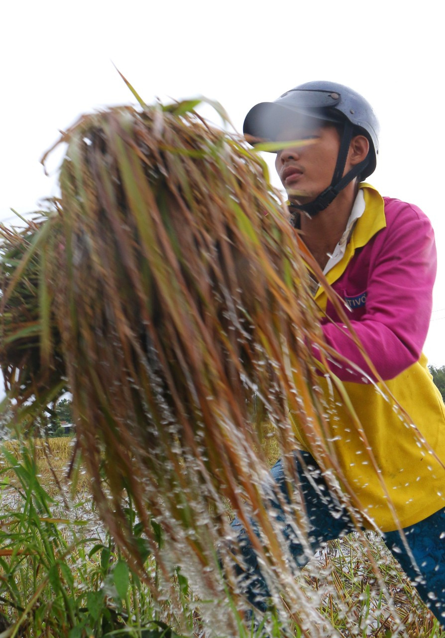 Hàng ngàn héc ta lúa và cây ăn trái bị ảnh hưởng do ngập úng ảnh 6