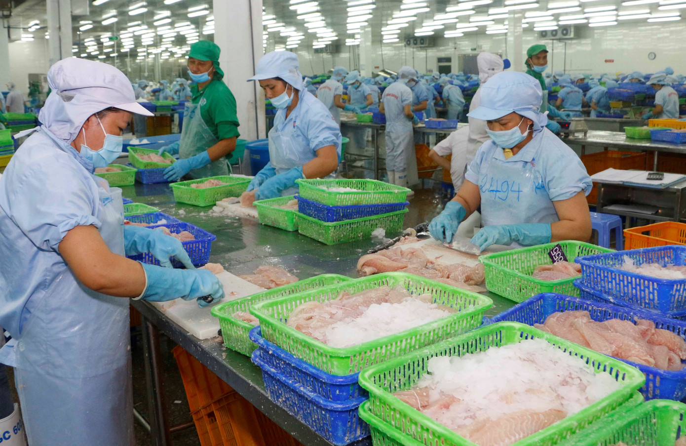 Giá cá tra tăng trở lại sau thời gian dài giảm sâu ảnh 2