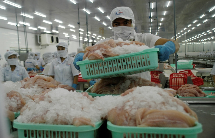 Ngành cá tra chồng chất khó khăn, sẽ chậm phục hồi ảnh 2