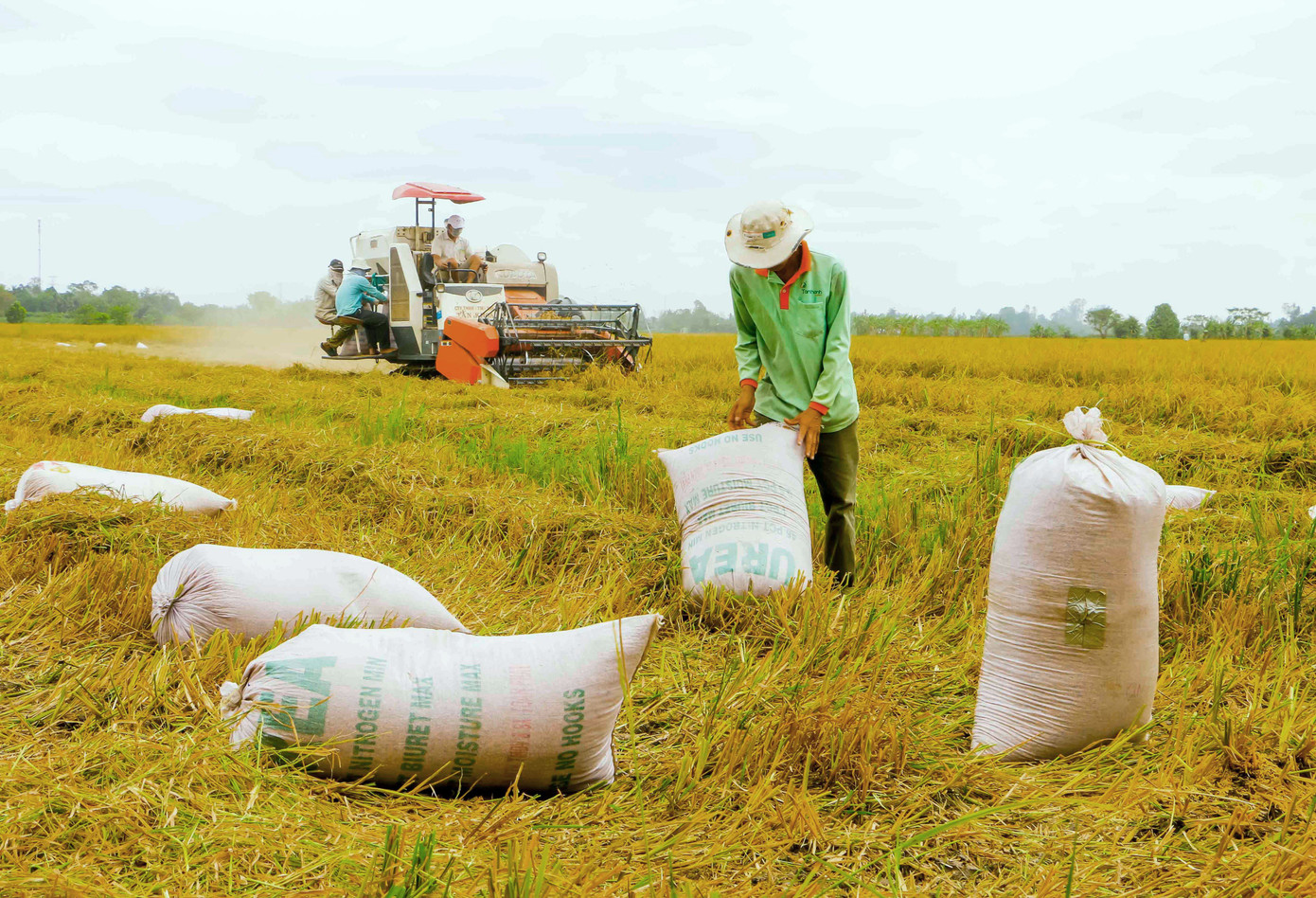 Gạo xuất khẩu tăng mạnh về khối lượng lẫn giá trị ảnh 1