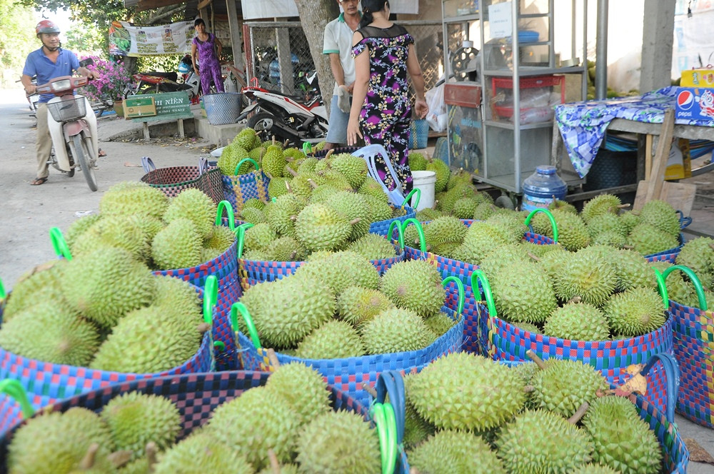 Hơn 80 nghìn héc ta cây ăn quả ở ĐBSCL khả năng bị ảnh hưởng do hạn, mặn ảnh 1