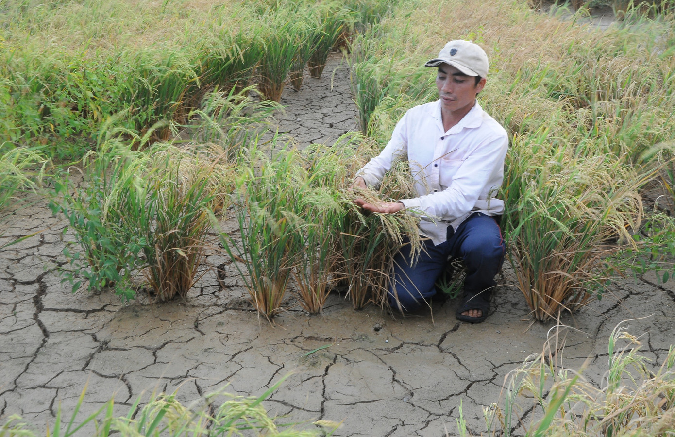 Nhận diện vùng ĐBSCL sau 3 năm thực hiện nghị quyết “thuận thiên” ảnh 2