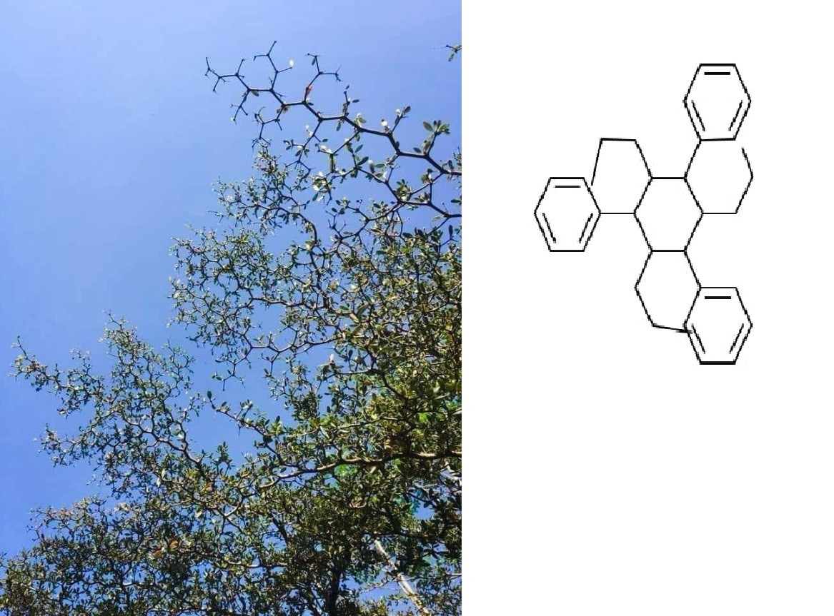 “Dân chơi” hệ Hóa học: Chỉ nhìn cái cây thôi mà cũng ra... mạch Cacbon ảnh 2