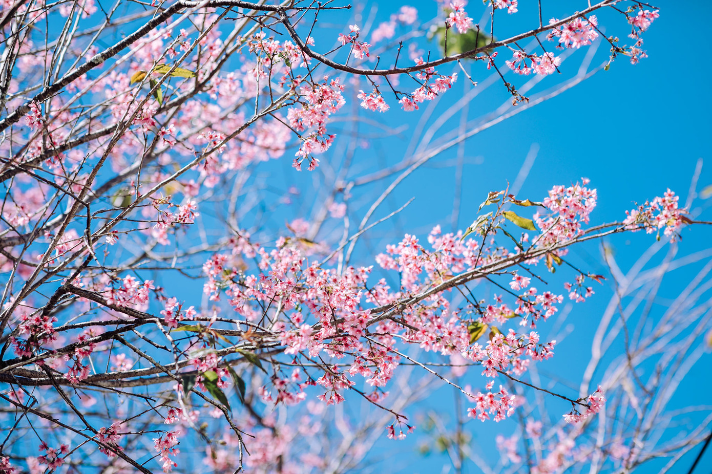 Đi đâu đón 2021: Mời bạn ghé thăm những con đường ngập sắc hoa anh đào ở Đà Lạt ảnh 4