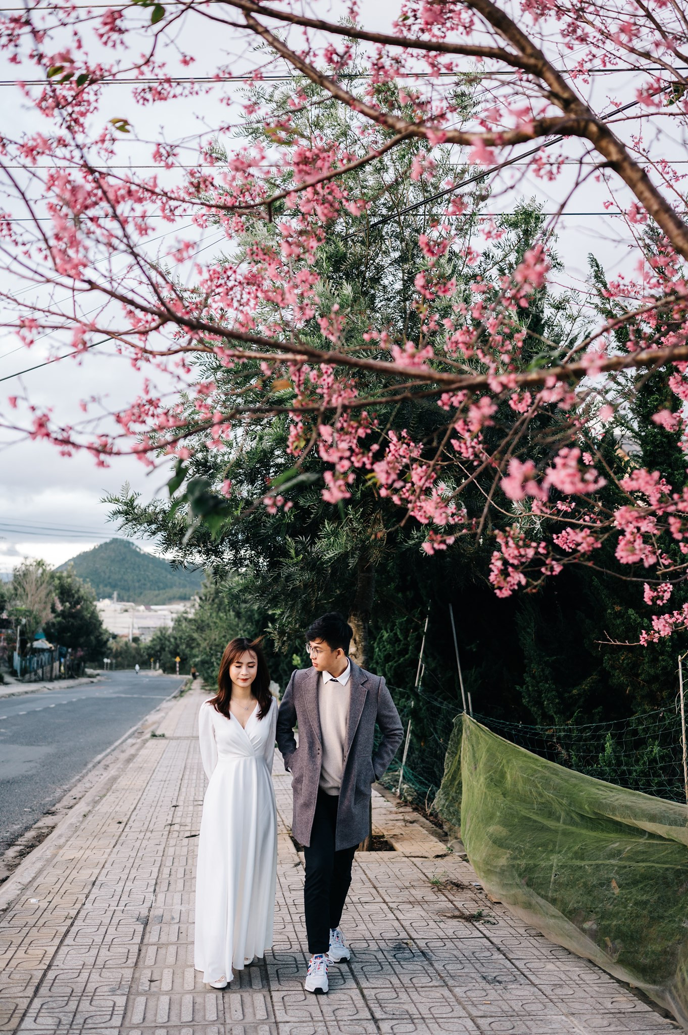 Đi đâu đón 2021: Mời bạn ghé thăm những con đường ngập sắc hoa anh đào ở Đà Lạt ảnh 1