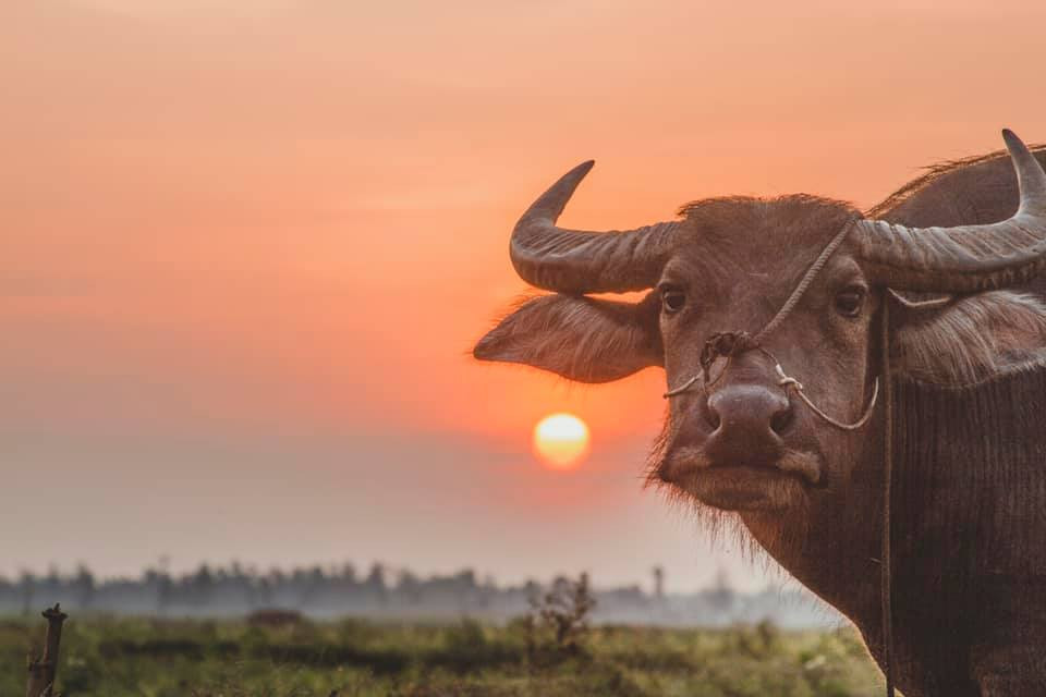 Xuýt xoa bộ ảnh chụp hoàng hôn đẹp như tranh vẽ của sinh viên ĐH Kinh Tế TP.HCM ảnh 5