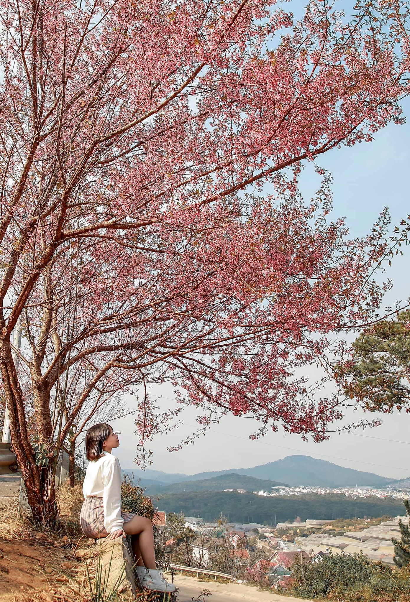 Đi đâu đón 2021: Mời bạn ghé thăm những con đường ngập sắc hoa anh đào ở Đà Lạt ảnh 6