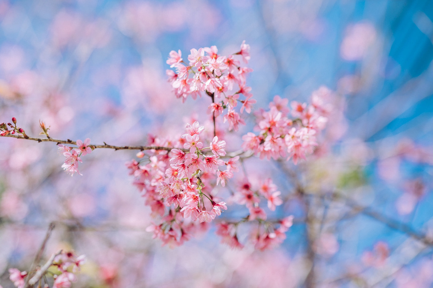 Đi đâu đón 2021: Mời bạn ghé thăm những con đường ngập sắc hoa anh đào ở Đà Lạt ảnh 2