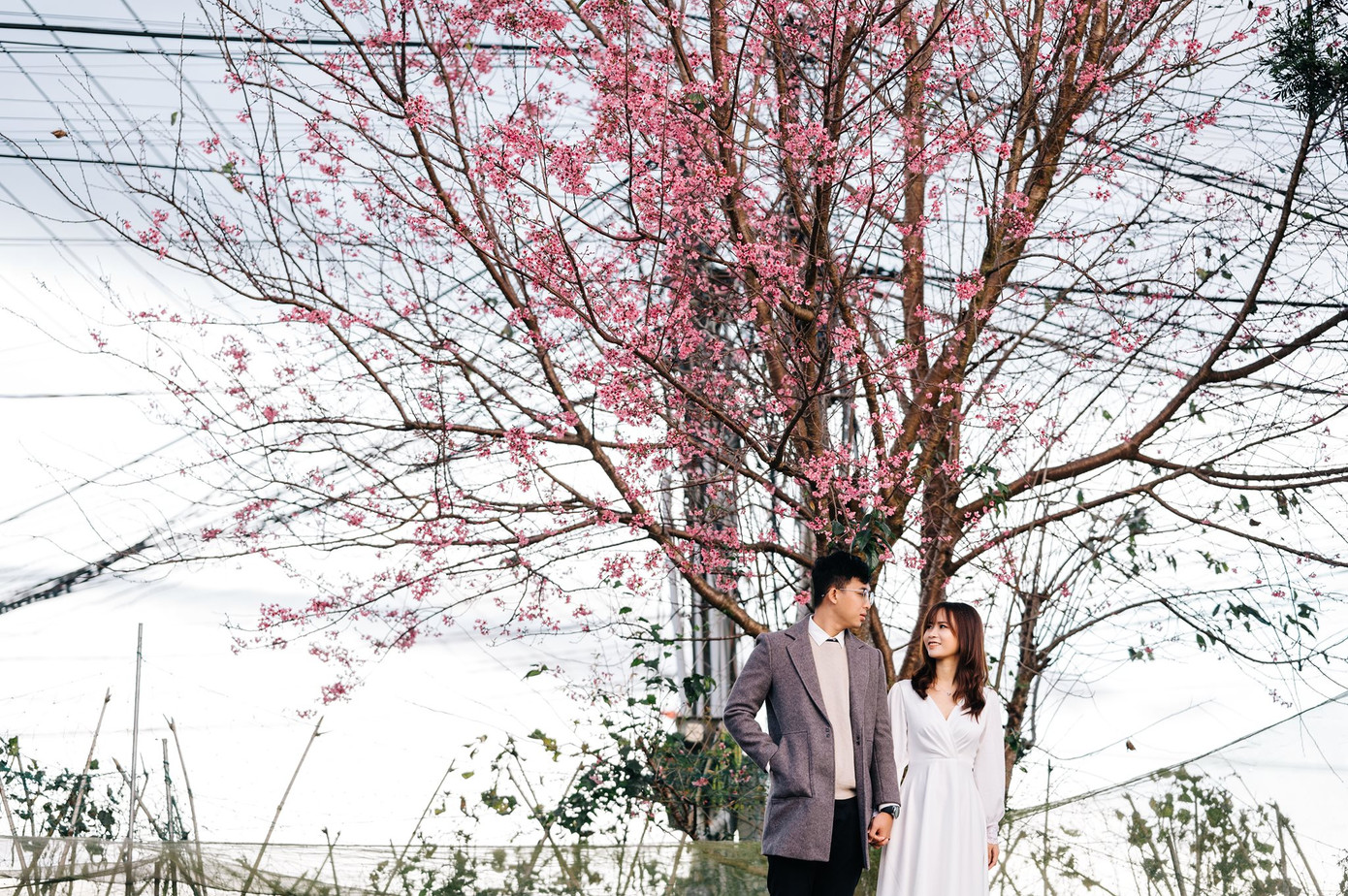 Đi đâu đón 2021: Mời bạn ghé thăm những con đường ngập sắc hoa anh đào ở Đà Lạt ảnh 5