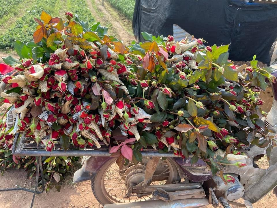 Hoa hồng tăng giá vùn vụt, nghề giao hàng kiếm bộn tiền dịp 8/3 ảnh 1