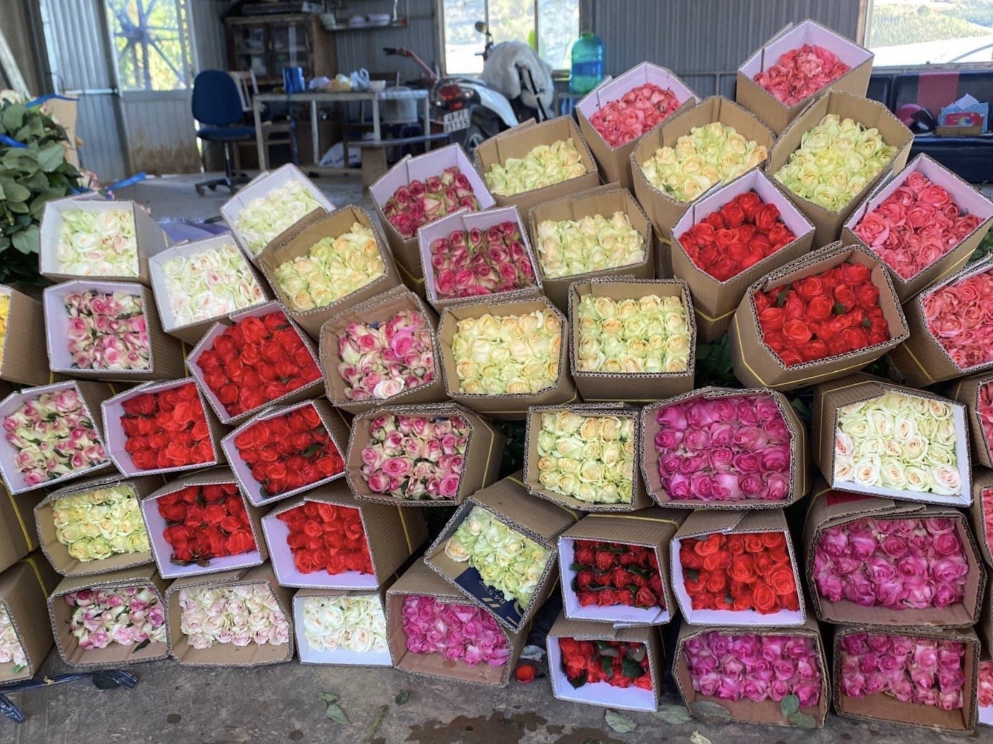 Hoa hồng tăng giá vùn vụt, nghề giao hàng kiếm bộn tiền dịp 8/3 ảnh 2