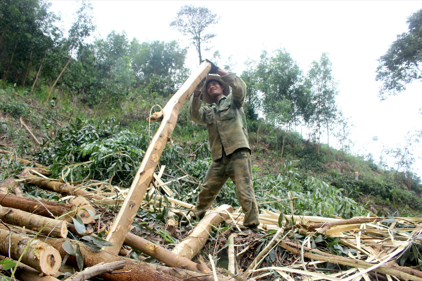 Tiều phu thời hiện đại ảnh 1